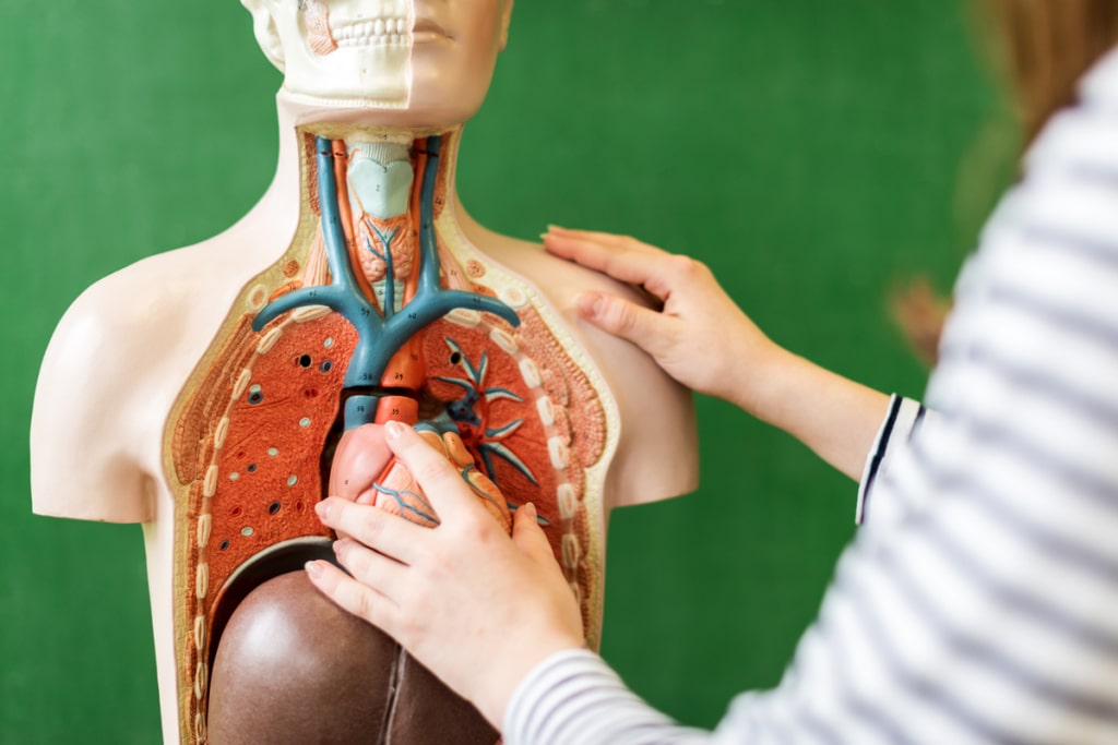 Curiosidade sobre o corpo humano