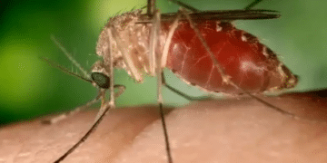 morte por oropouche brasil