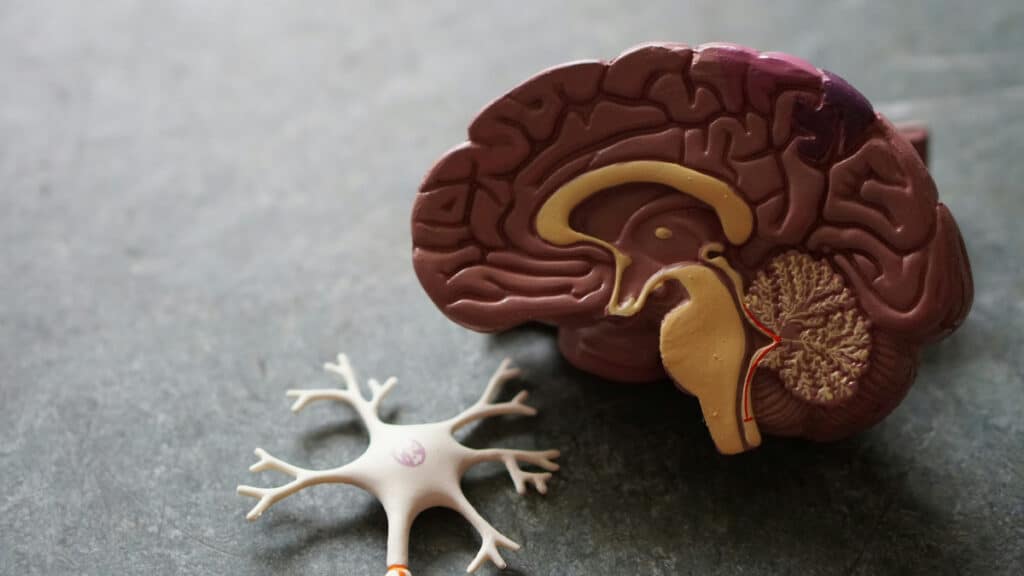 representação do cérebro humano em material de plástico