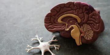 representação do cérebro humano em material de plástico