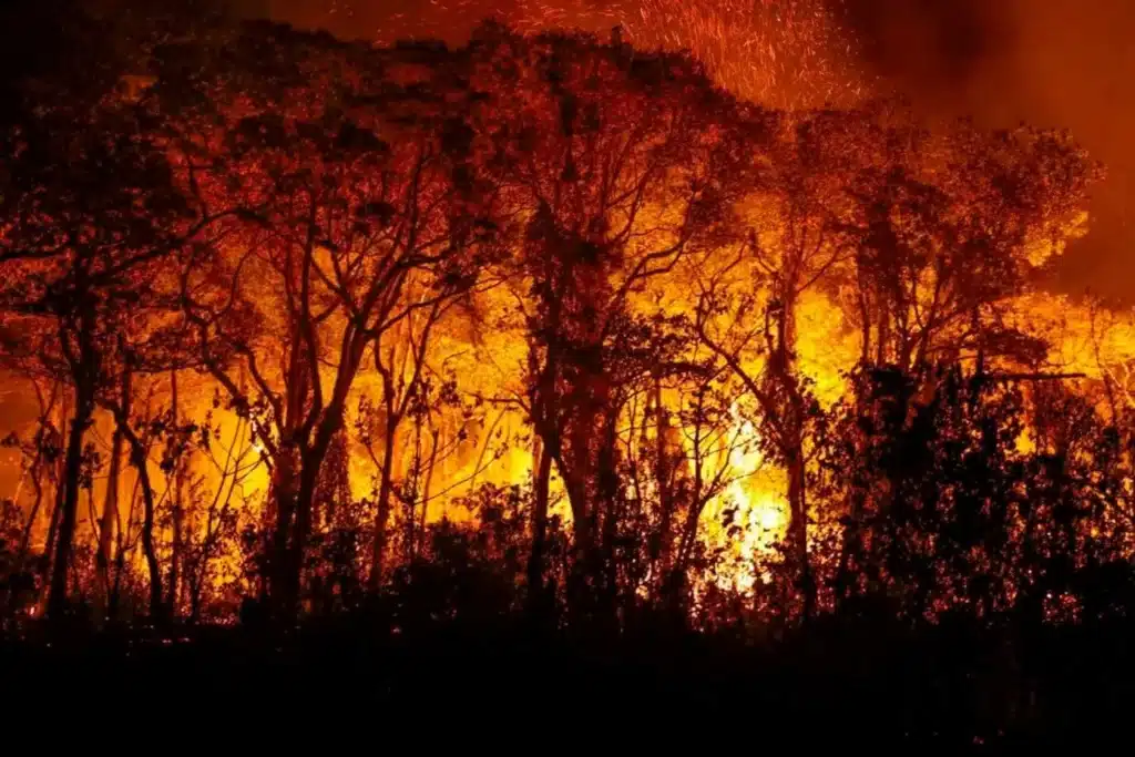 floresta brasileira em chamas