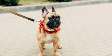 cachorro com coleira