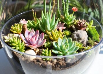 montando-um-terrario-dicas-e-plantas-ideais