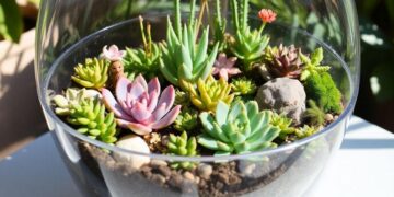 montando-um-terrario-dicas-e-plantas-ideais