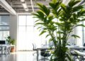 descubra-como-a-planta-da-fortuna-pode-transformar-seu-negocio-em-um-sucesso-financeiro